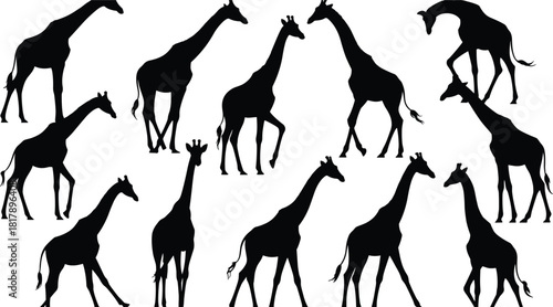 Set of eleven tall giraffe vector silhouettes in various standing and walking poses, representing African safari, wildlife, and nature reserve.