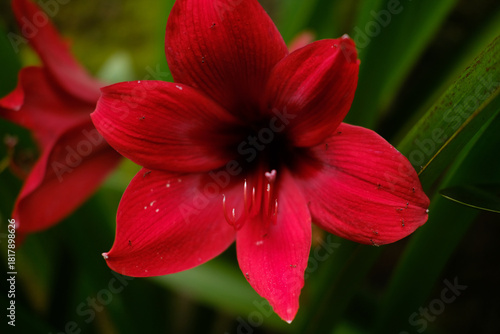 Vibrant Red Amaryllis Bloom Elegant Flower Against Lush Green Nature.