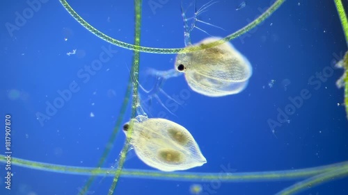 Water Flea under the Microscope at 40x Magnification