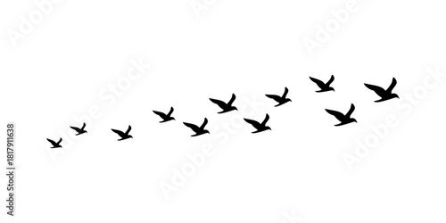 Set of minimalist bird icons with transparent background, depicting a flock in flight, freedom, migration, and natural wildlife silhouettes, vector illustration