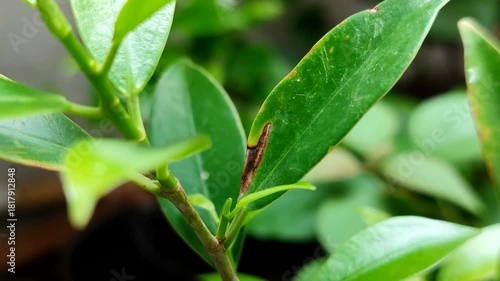 Plant leaves affected by leaf blight. This disease is caused by a water fungus infection known as Phytophthora colocasiae.