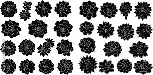 Extensive group of diverse succulent plants displayed in various arrangements as botanical silhouettes