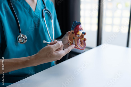 Doctor holding and exemine heart model