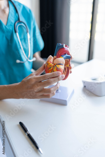 Doctor holding and exemine heart model