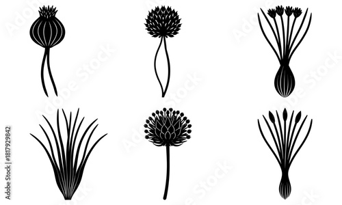 Elegant botanical drawing featuring stylized allium flower heads, perfect for adding a touch of nature to your modern designs and creative projects