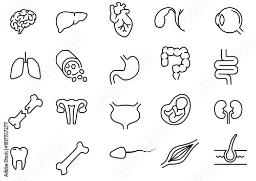 20 Human Internal Organs and Anatomy Line Icons Set, Medical Outline Vector Collection Featuring Brain, Heart, Lungs, Stomach, Bones, and Reproductive System for Healthcare Education