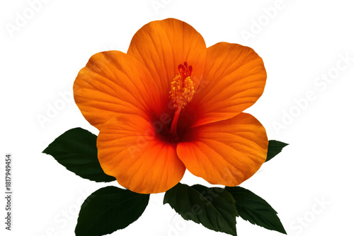 Wallpaper Mural Orange hibiscus blooming with green leaves, isolated tropical flower on transparent background Torontodigital.ca
