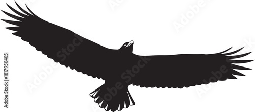Majestic bird of prey in flight, vector silhouette art.