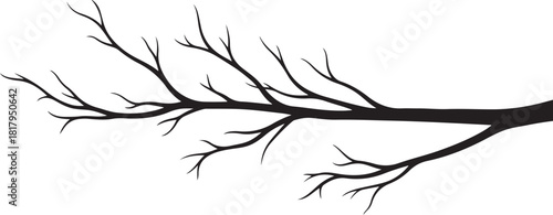 Silhouette of bare tree branch with many small twigs