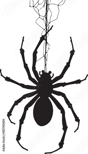 Black silhouette of a spider hanging from a web vector