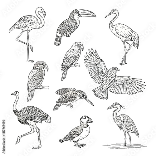 Diverse collection of hand-drawn wild birds