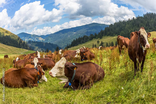 Vaches au col des Aravis, Savoie, France 