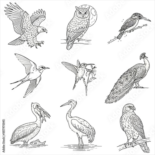 Various birds hand drawn line art drawings
