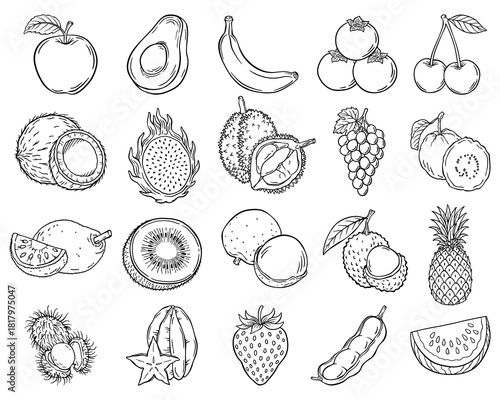 Hand Drawn Fruit Line Art Set, Tropical & Exotic Fruits Illustration Collection