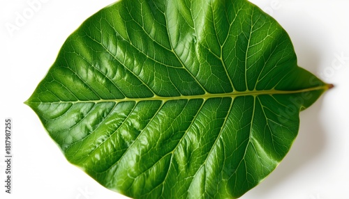 A leaf with green hues spread out against a white background, emphasizing its natural form.