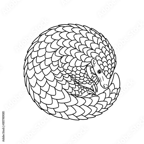 A black-and-white illustration of a curled-up pangolin with detailed overlapping scales.