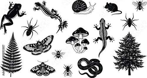 Forest floor nature set, featuring silhouettes and line art of amphibians, reptiles, insects, mushrooms, and plants; isolated vector graphics for natural ecology design