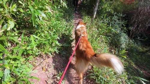 POV walking with dog. Cute rough collie walking in mountain path with red dog leash. Scotland shepherd sheepdog hiking in forest in sunny day. Happy domestic animals in rural. 4k real time footage.