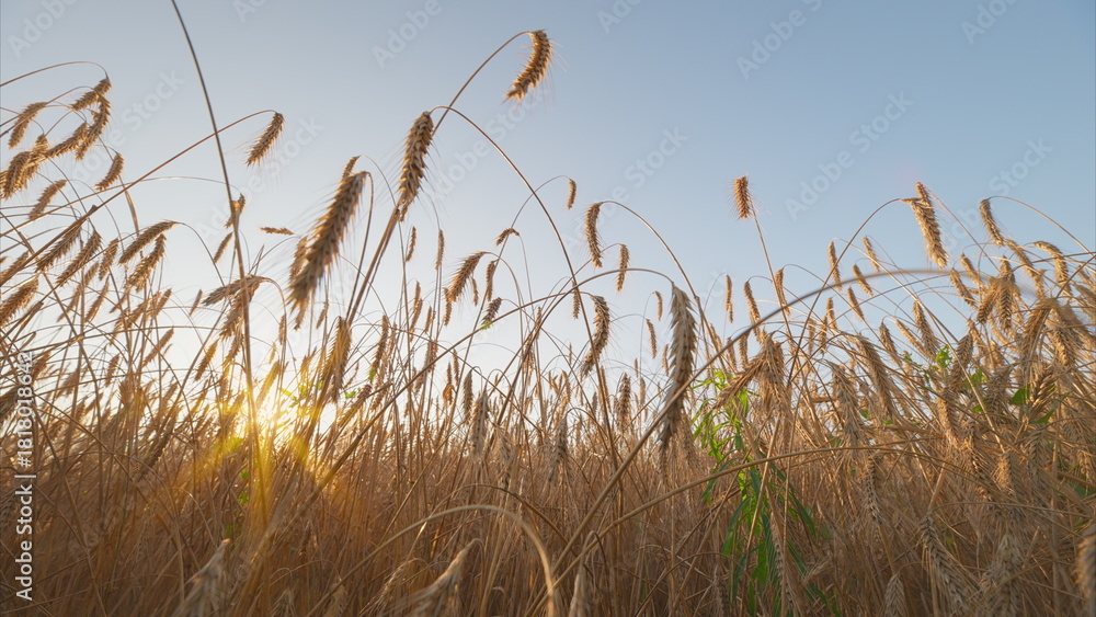Fototapeta premium A Beautiful Golden Wheat Field Captured at Sunrise During a Warm and Inviting Summer Morning