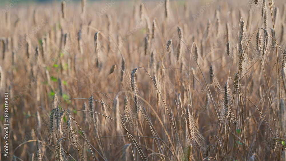 Obraz premium A Radiant Golden Harvest of Abundant Grains in the Serene and Beautiful Fields and Countryside