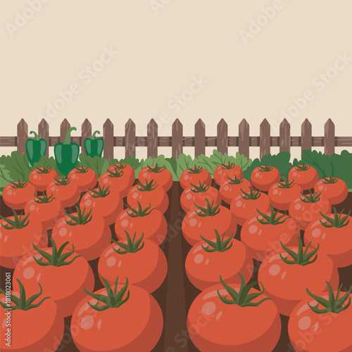 Ripe red tomatoes and green bell peppers in a garden vegetable patch ripe tomato