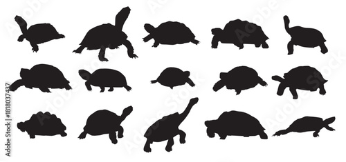  tortoise silhouette set