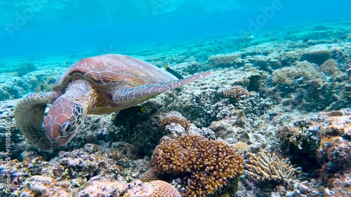 Close-up of a beautifully patterned Green Sea Turtle feeding on coral in crystal clear tropical blue waters of a reef lagoon on the Great Barrier Reef, QLD Australia.