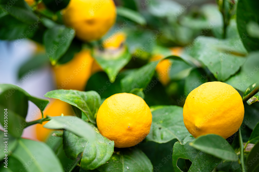 Εκτύπωση καμβά Meyer Lemon Tree Growing in Greenhouse