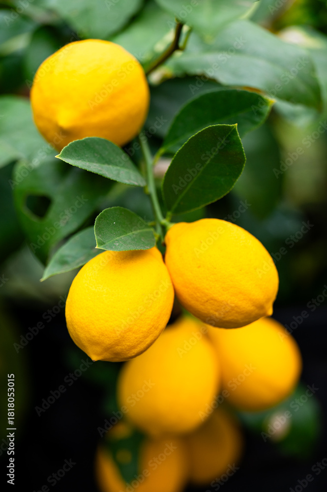 Фотография Meyer Lemon Tree Growing in Greenhouse