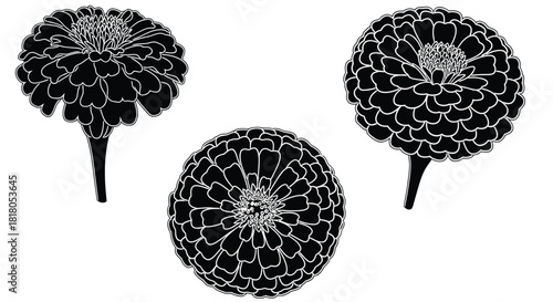 Elegant zinnia flower heads in black and white minimalist style