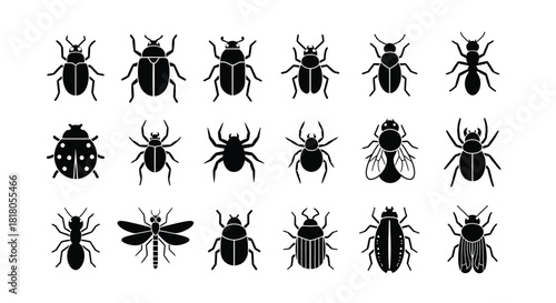 Elegant insect collection of beetles, spiders, ants and dragonflies