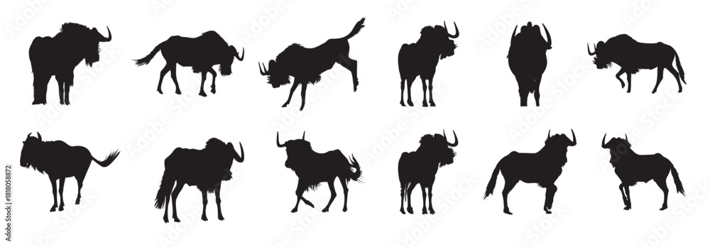 Obraz premium tailed gnu silhouette