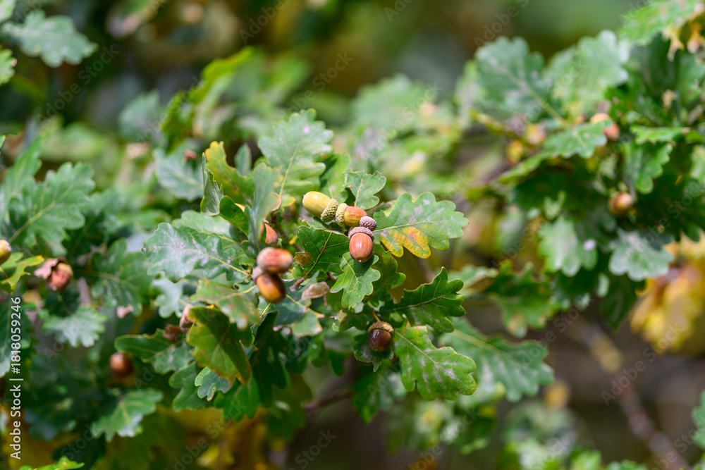 Fototapeta The Oak Tree showcases its vibrant foliage adorned with acorns, highlighting nat