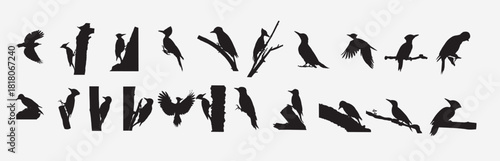 woodpecker bird silhouette vector illustration