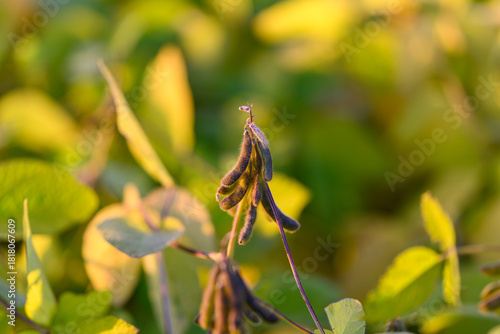 Foto Soybean pods glowing in golden light, warm backlighting emphasizes fine hairs an