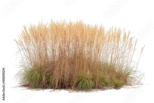 Dry autumn ornamental grass cluster on a white background