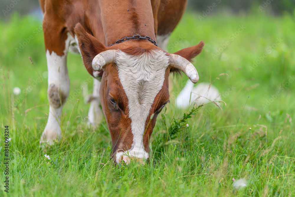Obraz premium A Grazing Cow in a Beautiful and Lush Green Field Under Bright Sunlight and Clear Sky