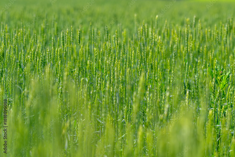 Naklejka premium A Vast and Lush Green Wheat Field Spreads Out Beautifully Under a Bright and Clear Sky Above It