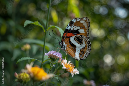 A close-up side profile of a colorful Painted Lady butterfly perched on a small purple wildflower in a garden, set against a soft, blurred green background with hints of yellow blooms.