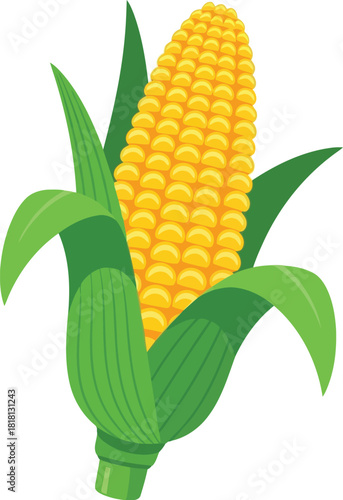 Fresh ripe corn cob with green husks ready for harvest healthy organic food ingredient vector