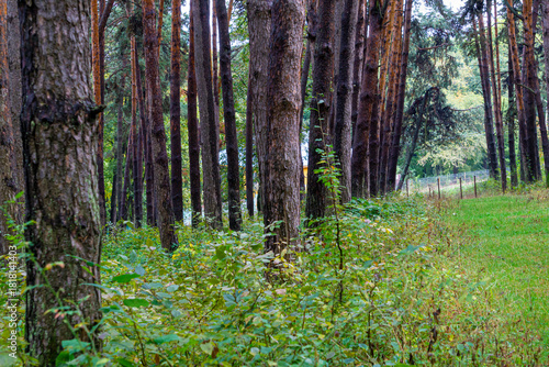 An autumn forest. Coniferous tree trunks, green bushes, and leaves. The damp ground is covered with bright green grass.