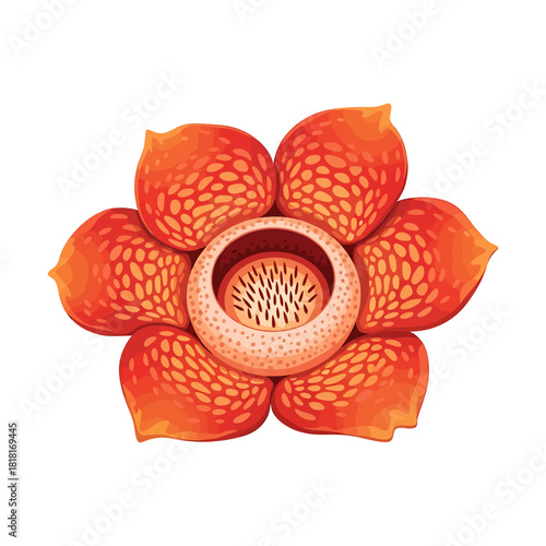 Illustration of a parasitic rafflesia arnoldii flower with orange petals