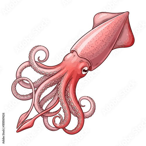 Detailed illustration of a pink squid with tentacles against