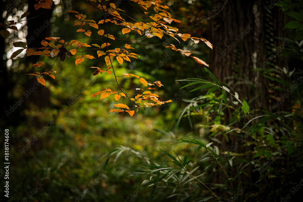 Fototapeta premium 晩秋の雑木林の風景 国営武蔵丘陵森林公園 11月