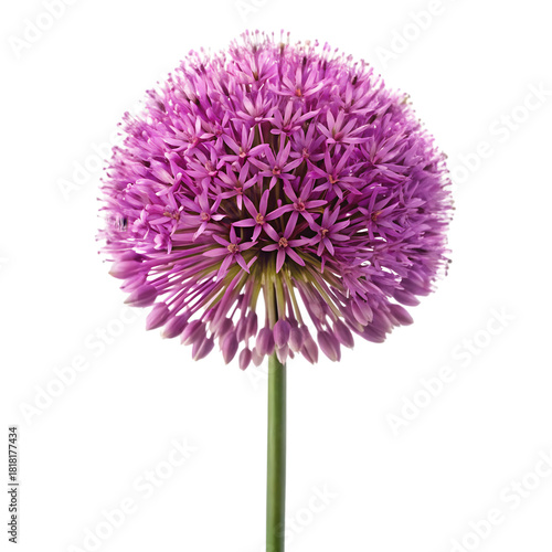 Purple allium flower head isolated on transparent background