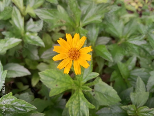 yellow sunflower in the garden
