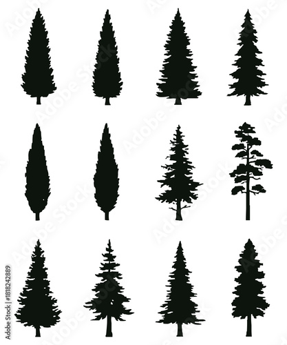 Tree Silhouette Vector Set, Tall Conifer Silhouette  Collection for Logo and Design