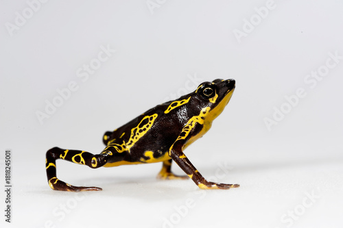 Pebas stubfoot toad // Stummelfußfrosch (Atelopus spumarius) 