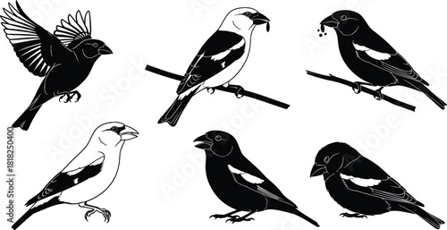Set of Hawfinch bird illustrations featuring silhouettes and line art styles, including flying and perched poses, for nature and wildlife design projects.