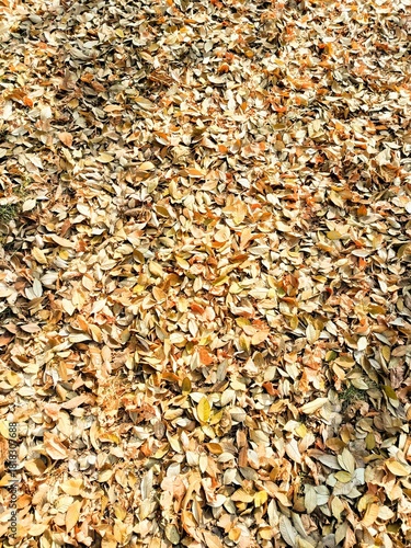 Autumn leaves background